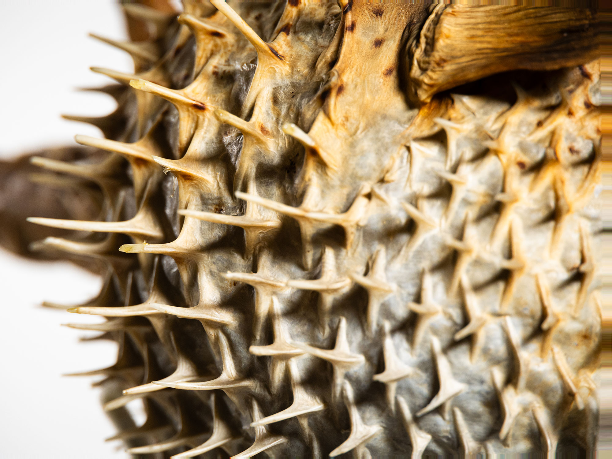 Porcupinefish